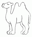 dibujo Camello 03