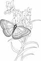 dibujo Mariposa posada en Lirio