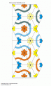 dibujo Caleidociclo hexagonal, flores