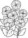 dibujo Amapolas 01