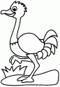 dibujo Avestruz 01