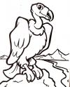dibujo Buitre 03