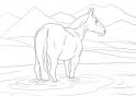 dibujo Caballo 14
