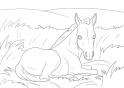 dibujo Caballo 17