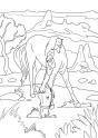 dibujo Caballo 25