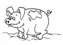 dibujo Cerdito 03