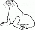 dibujo Foca 01