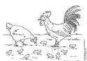 dibujo Gallina y familia 