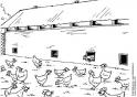 dibujo Gallinero 05
