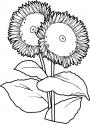 dibujo Girasoles 01
