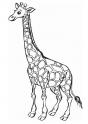 dibujo Jirafa 05
