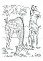 dibujo Jirafas 06