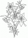 dibujo Orquideas 01