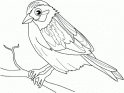 dibujo Pajarillo 01
