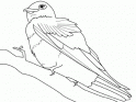 dibujo Pajarillo 02