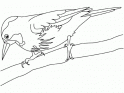 dibujo Pajarillo 07