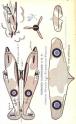 dibujo HAWKER HURRICANE II 
